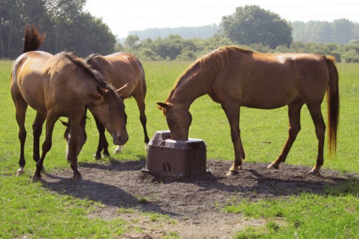 Abreuvoirs pour des chevaux passant l'année en prairie