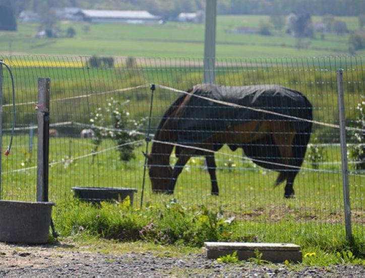 Quel fil de clôture électrique pour cheval choisir