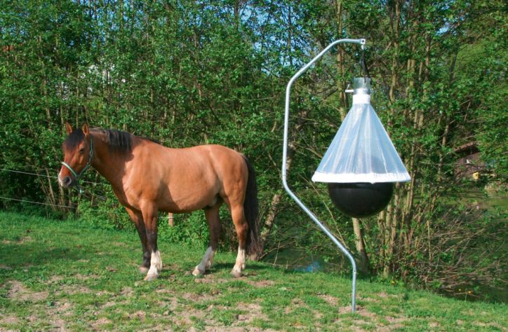 Avec la chaleur, comment protéger son cheval contre les insectes ?